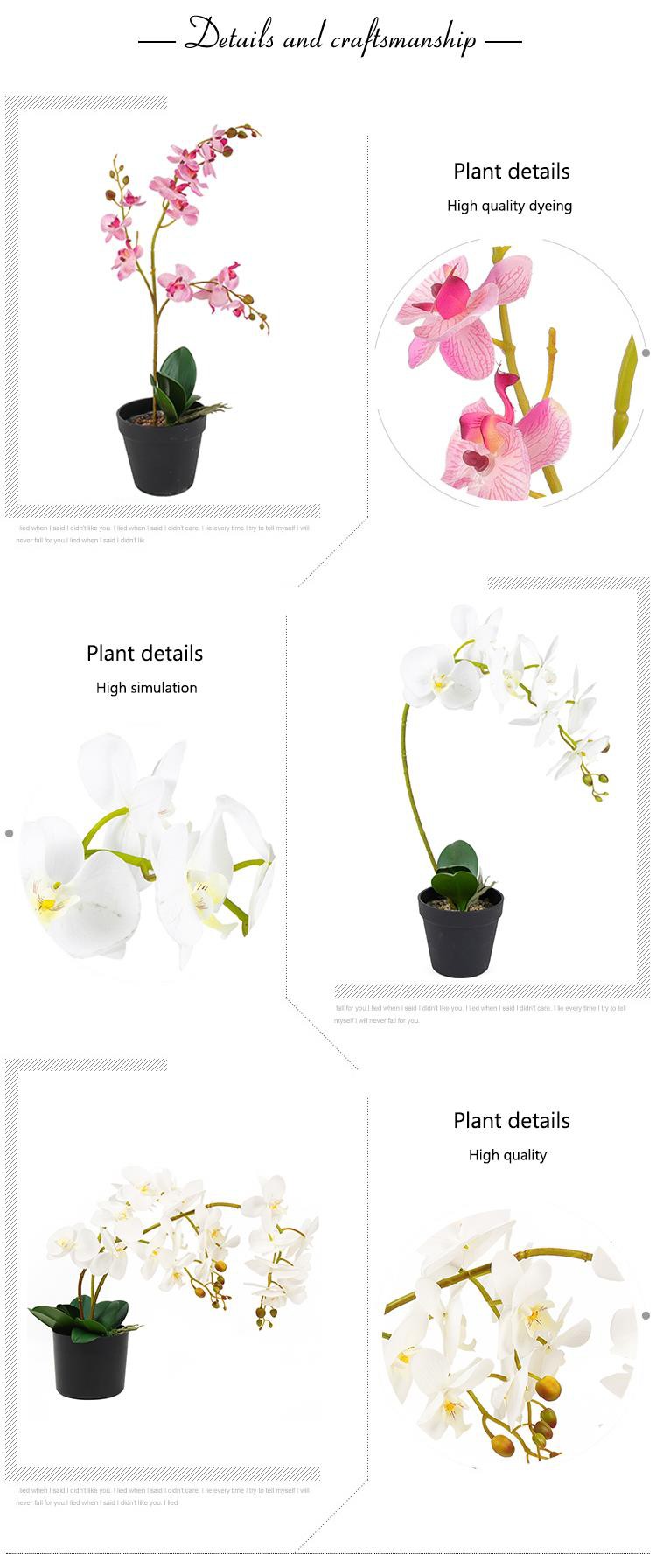 natural olants palm